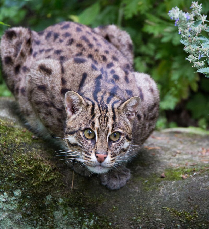 Fishing Cat