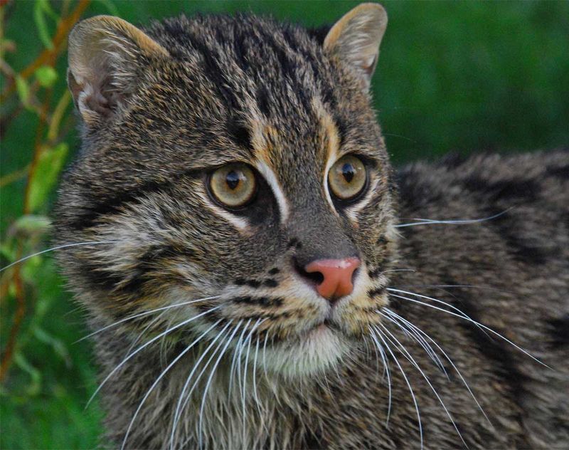 Fishing Cat