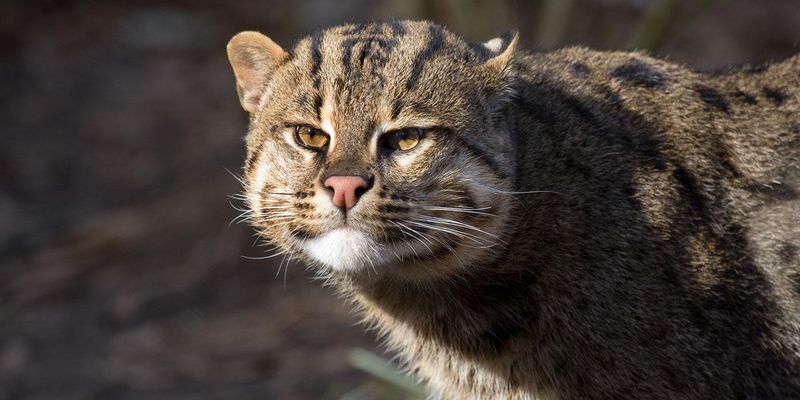 Fishing Cat (Prionailurus viverrinus)