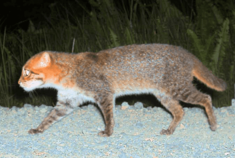 Flat-Headed Cat (Prionailurus planiceps)