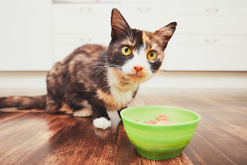 Food & Water Bowls