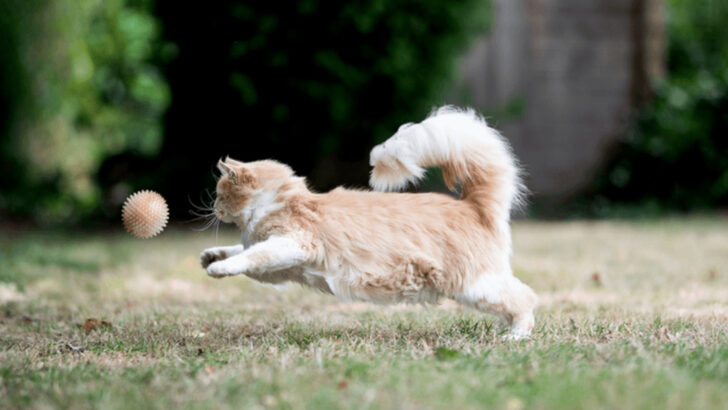 Forget What You’ve Heard—You Can Train Your Cat Like a Dog!