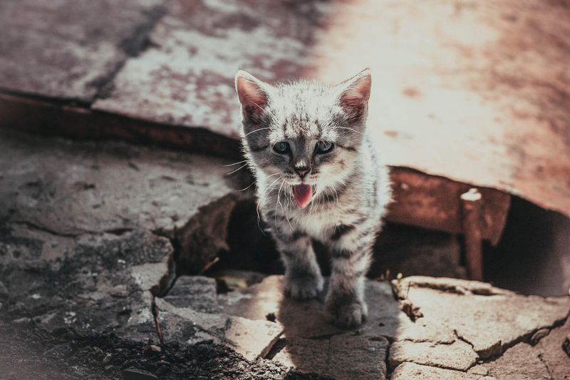 Forgetting to Hydrate Your Cat