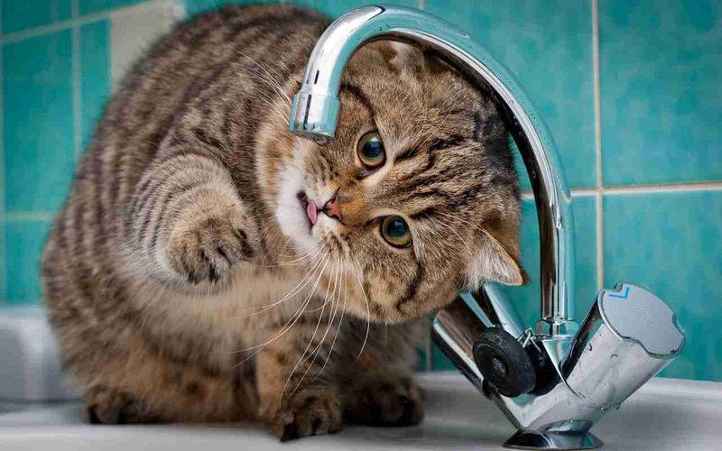Fresh Water