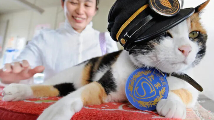 From Internet Icons to History Makers: 14 World-Famous Cats