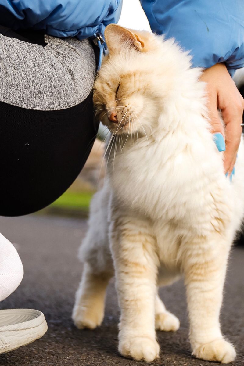 Gentle Headbutts