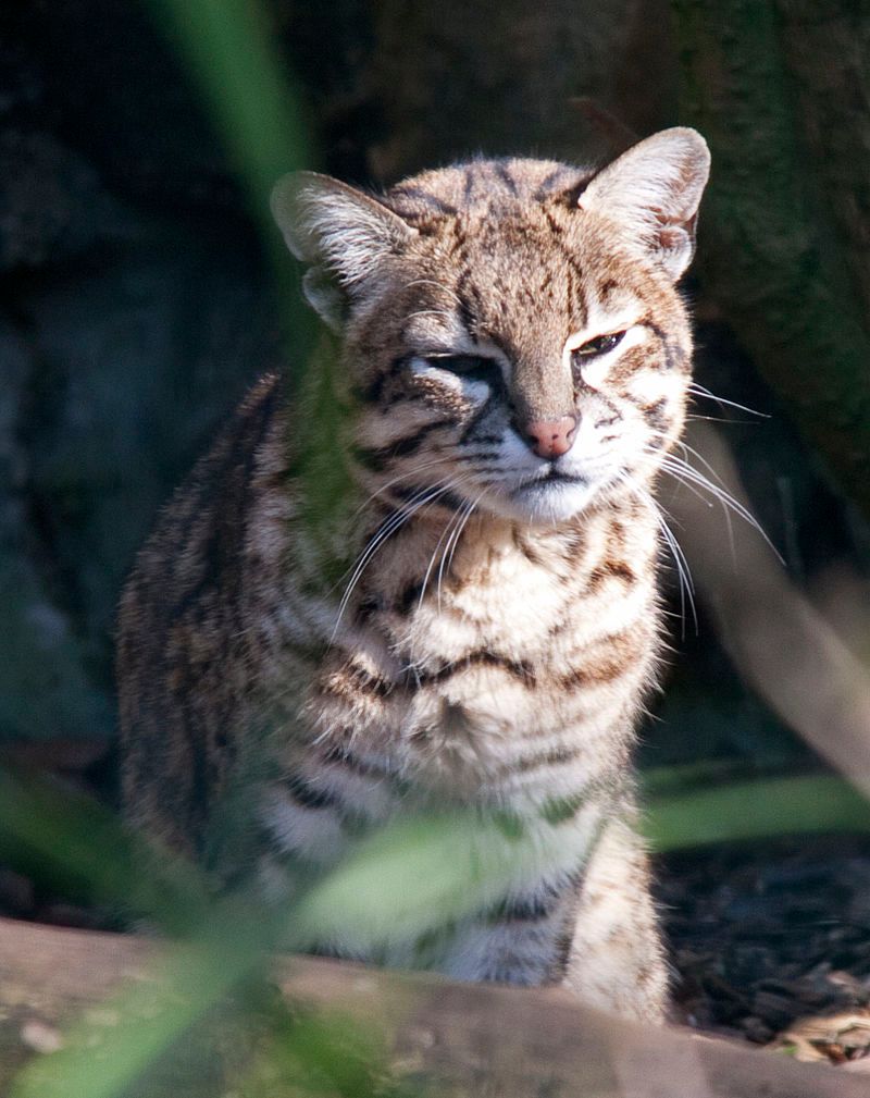 Geoffroy’s Cat (Leopardus geoffroyi)