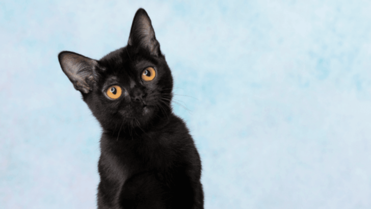 Get to Know the Bombay Cat – 13 Fascinating Facts That Will Make You Fall in Love