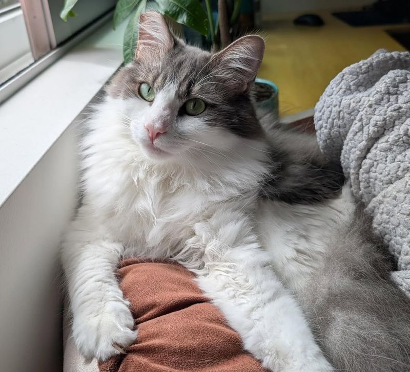 Gray Tuxedo Maine Coon