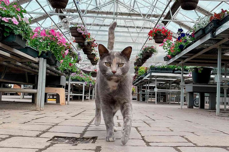 Greenhouses