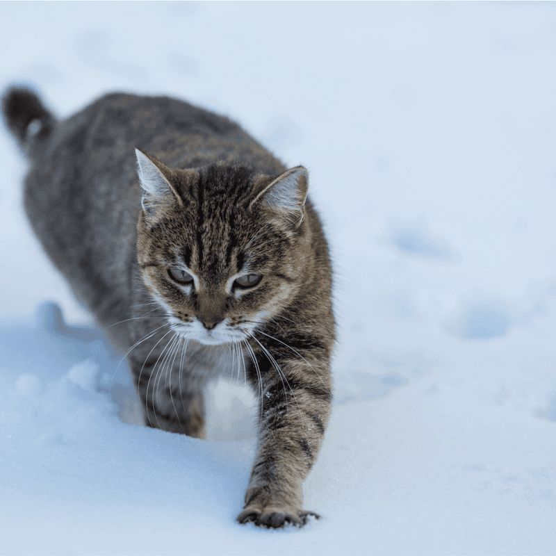 Growing Thicker Paw Pads