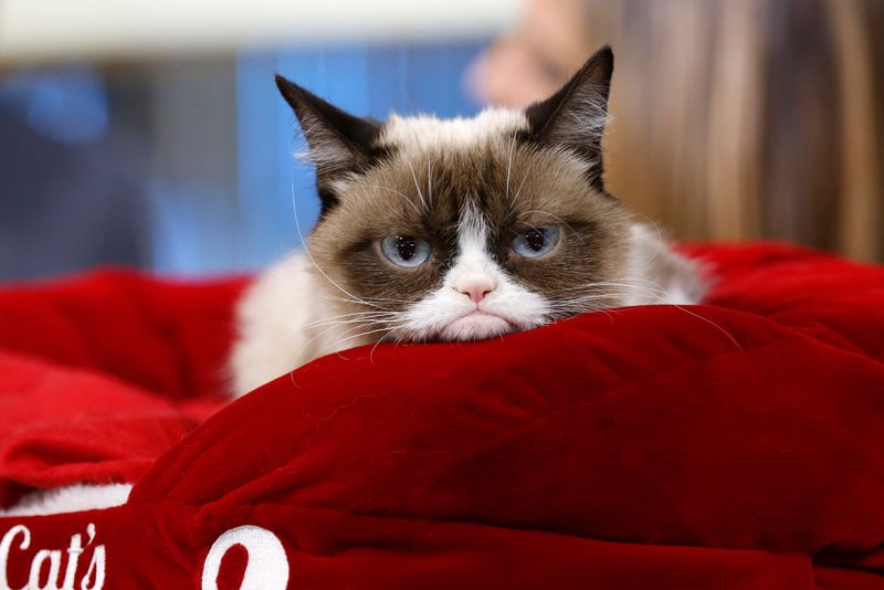 Grumpy Cat – The Internet’s Most Recognizable Feline