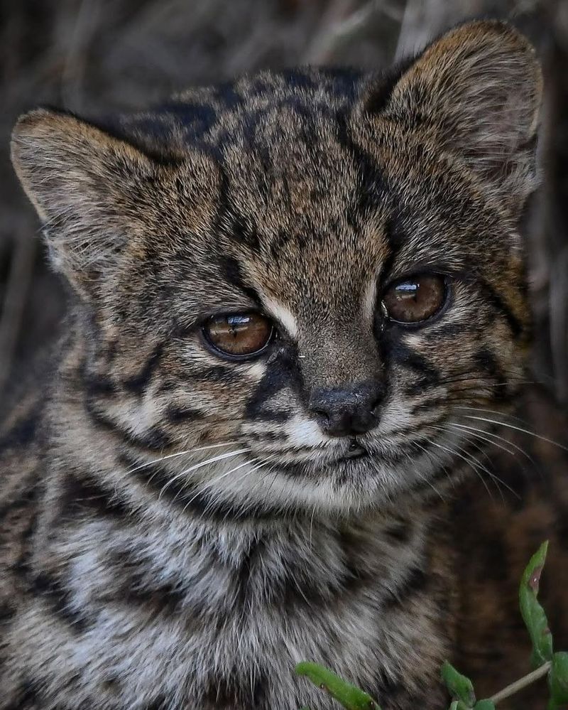 Guigna (Leopardus guigna)