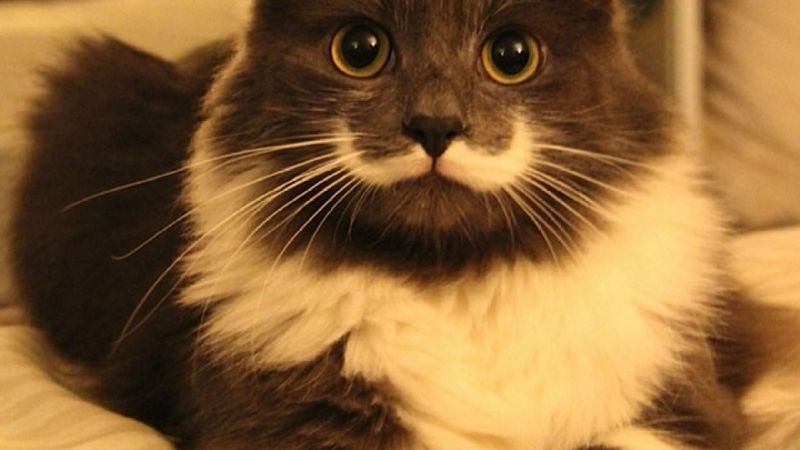 Hamilton the Hipster Cat – The Feline with a Perfect Mustache