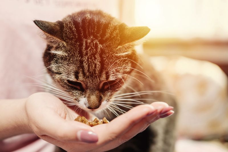 Hand-Feed Treats