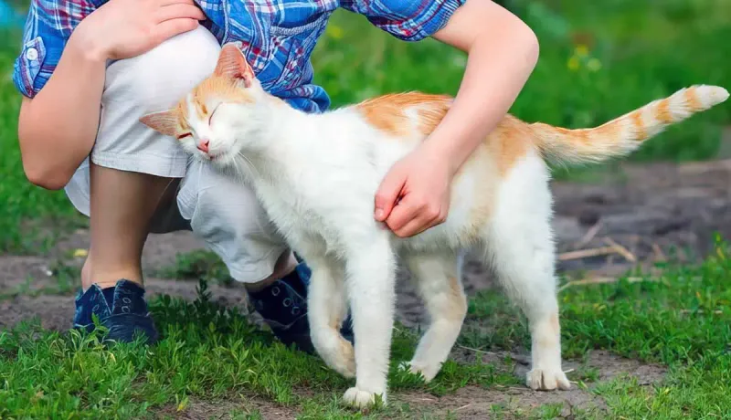 Headbutting