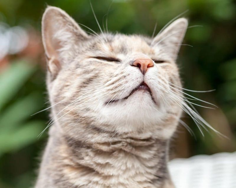 Heightened Sense of Smell