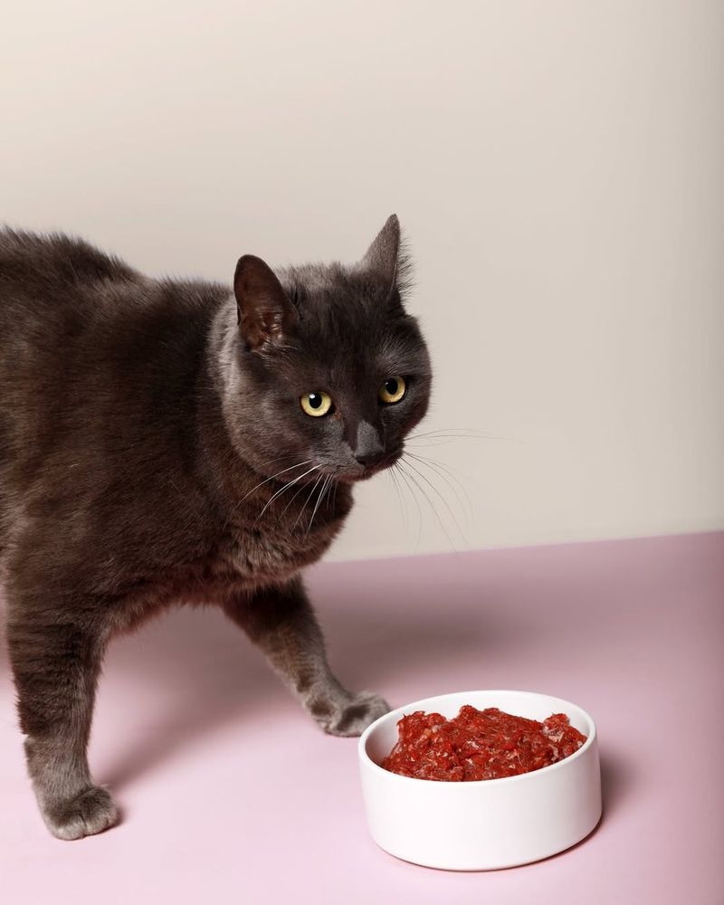 High-Quality Protein Food