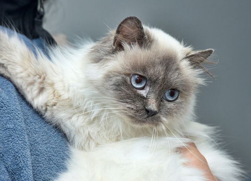 Himalayan Cat