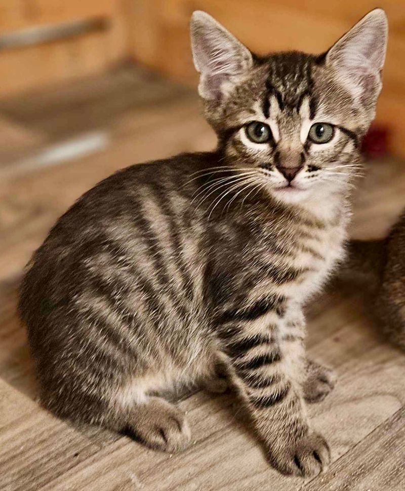 Historical Significance of Tabby Cats