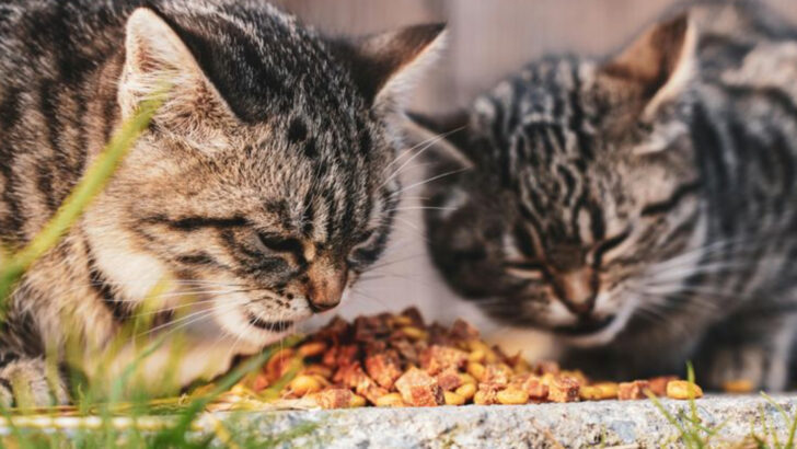 How Do Outdoor Cats Find Food? 15 Amazing Survival Instincts