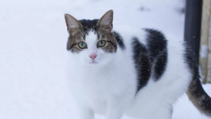 How Do Outdoor Cats Survive Winter? 15 Fascinating Facts