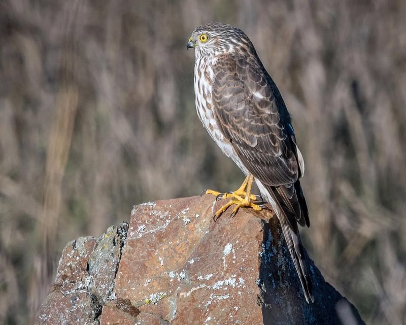 Hunting Can Harm Local Wildlife