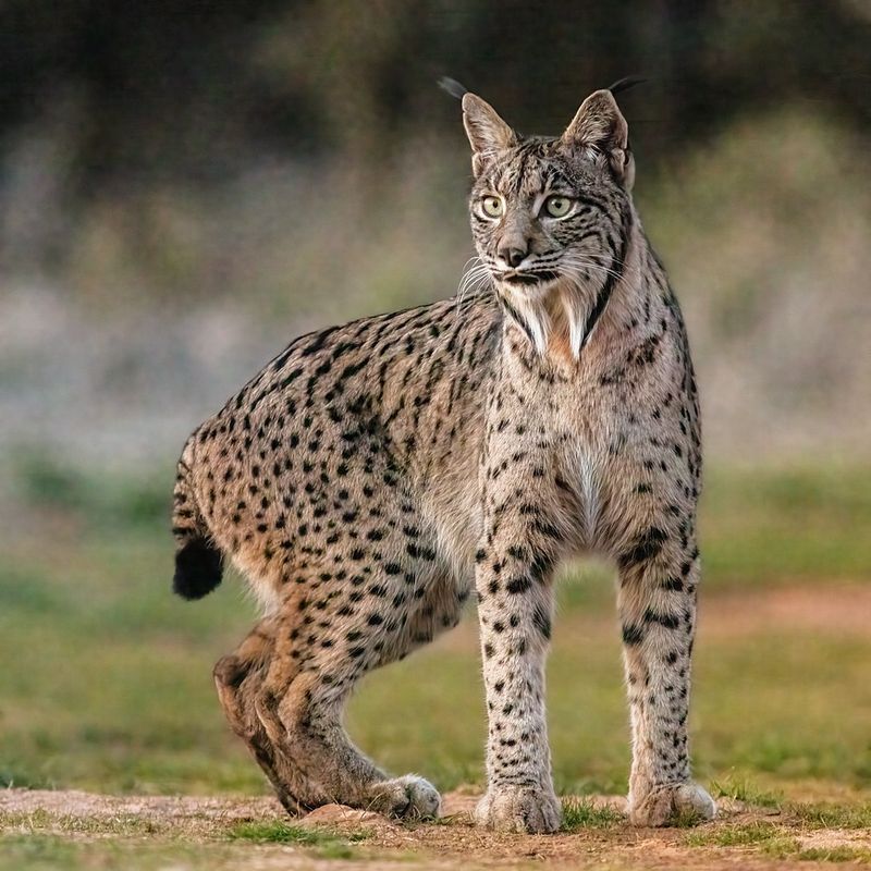 Iberian Lynx