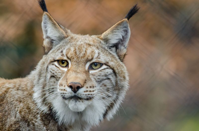 Iberian Lynx