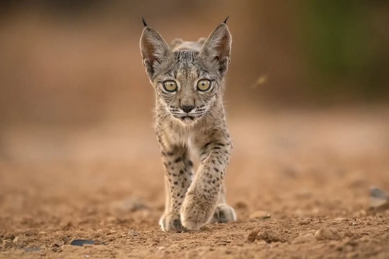 Iberian Lynx