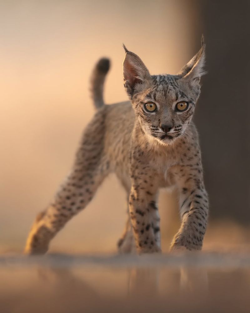 Iberian Lynx (Lynx pardinus)