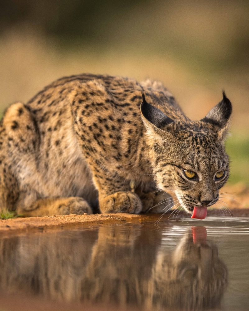 Iberian Lynx