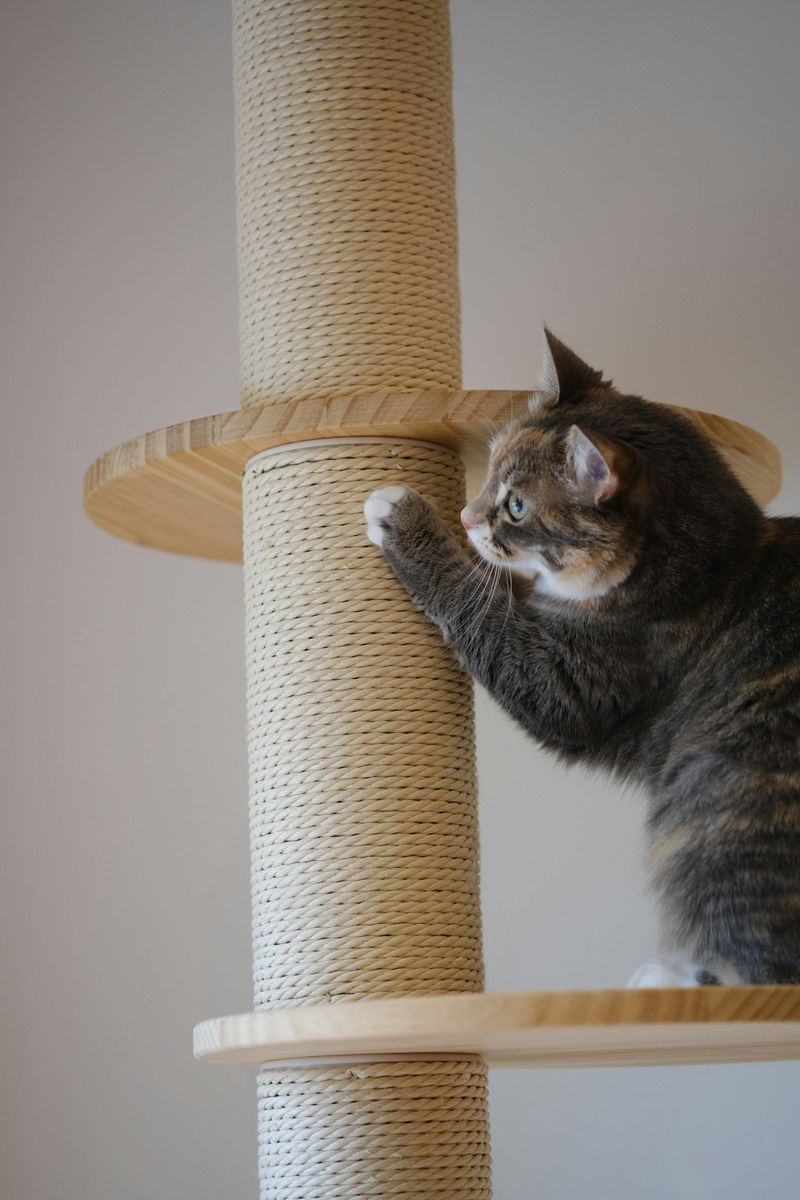 Ignoring the Need for Scratching Posts