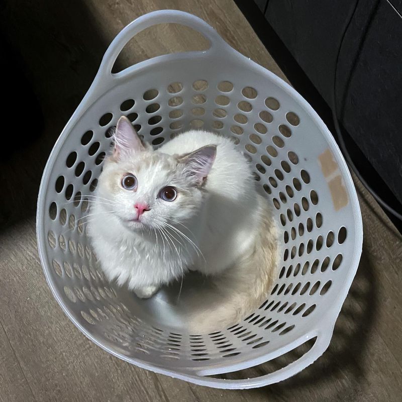 In a Laundry Basket