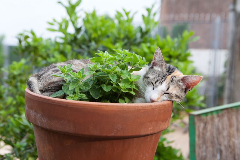 In a Pot Plant