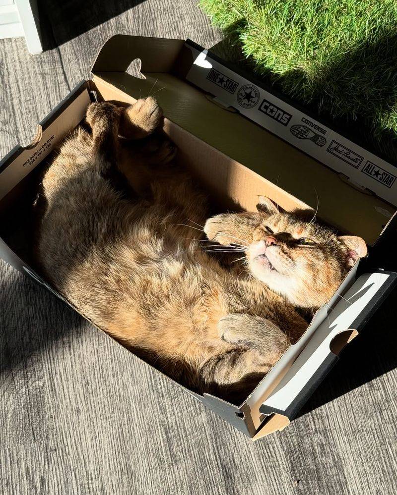 In a Shoebox