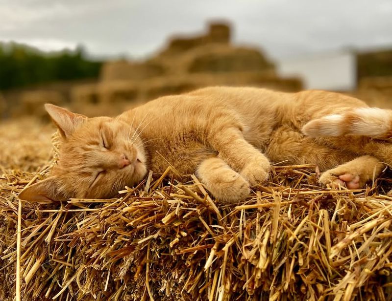 In a haystack