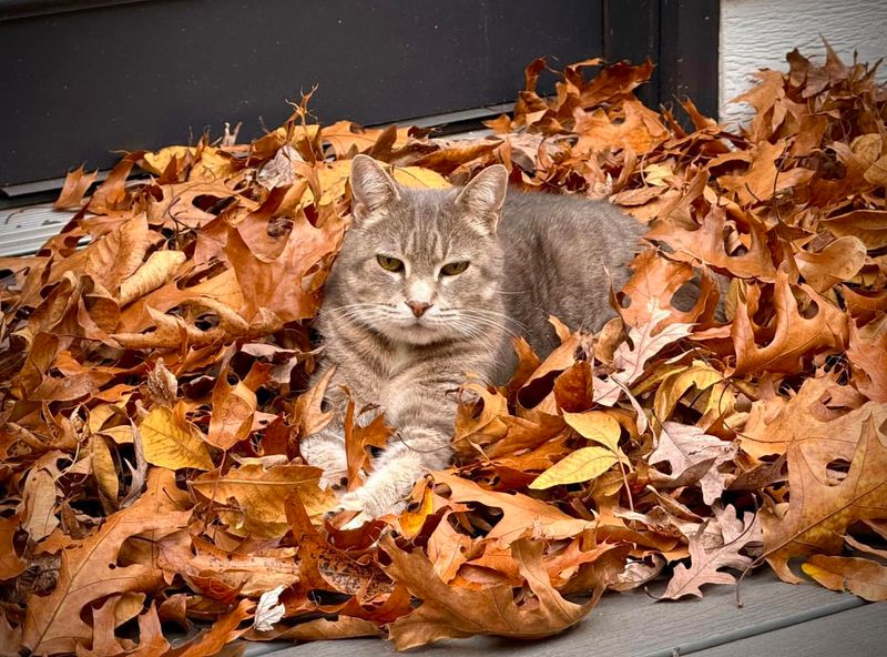 In a pile of leaves