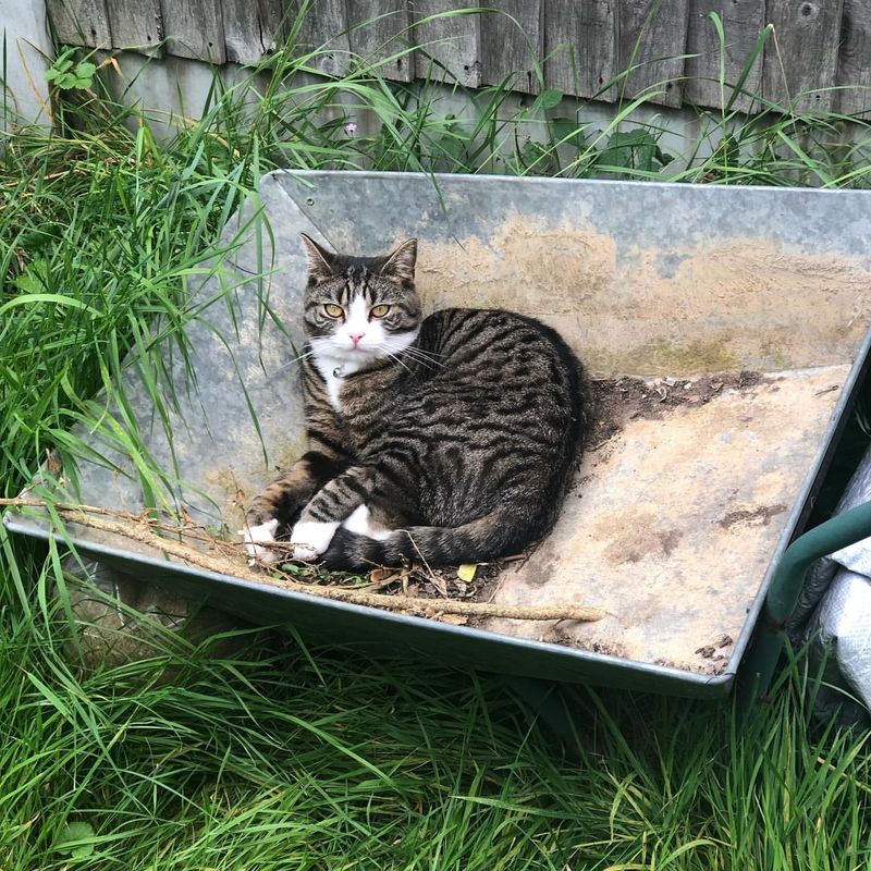 In a wheelbarrow