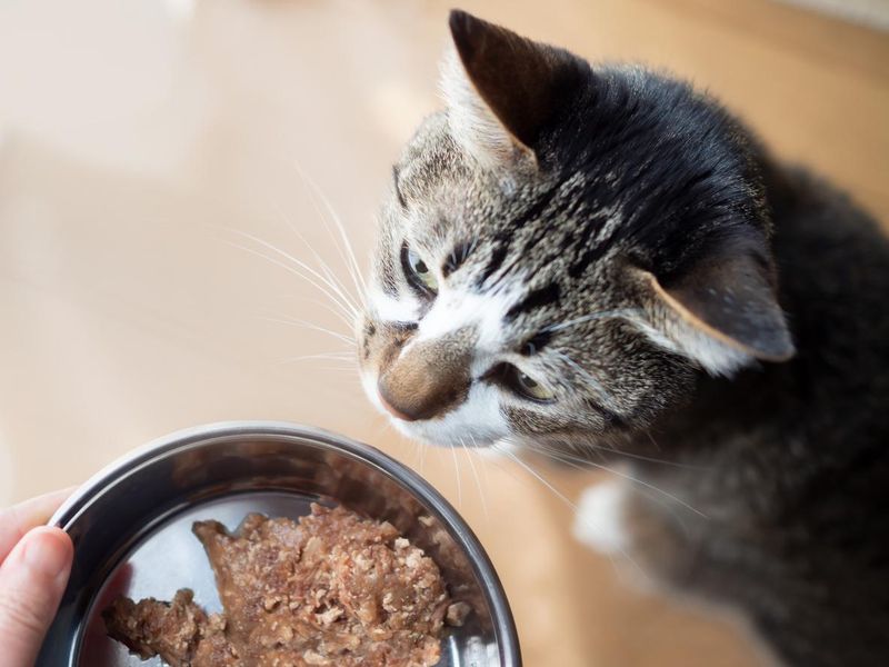 Include Wet Food