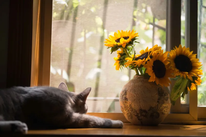 Indoor Cats Can Live Twice as Long as Outdoor Cats