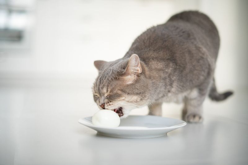 Indoor Cats Have Better Nutrition