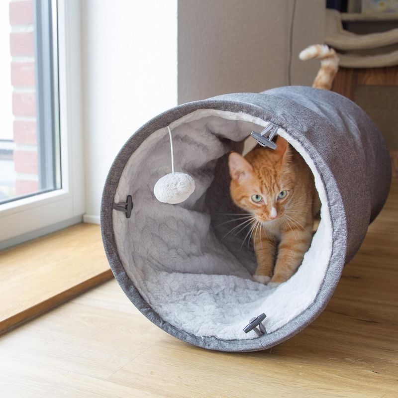 Inside a Cat Tunnel