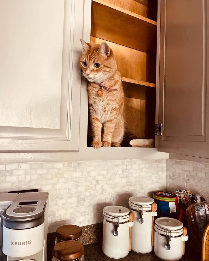 Inside a Cupboard