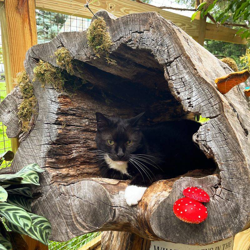 Inside a hollow log