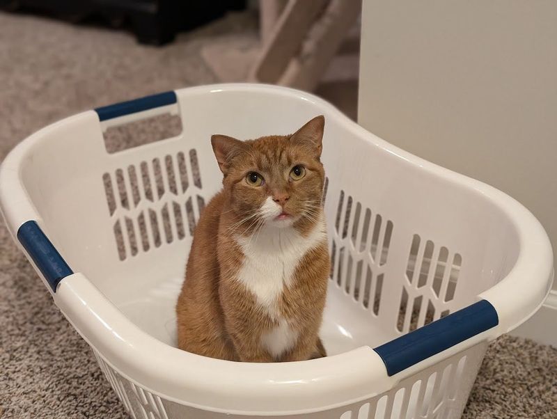 Inside an Empty Laundry Basket