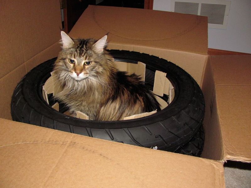 Inside an old tire