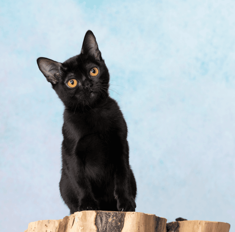 Intelligent and Inquisitive