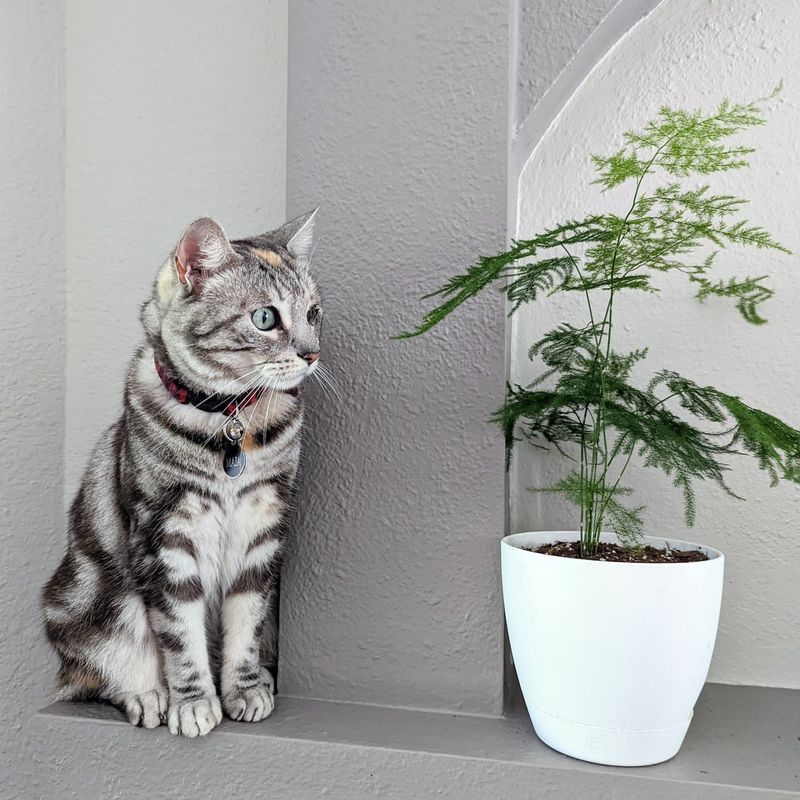 Introduce Safe Houseplants