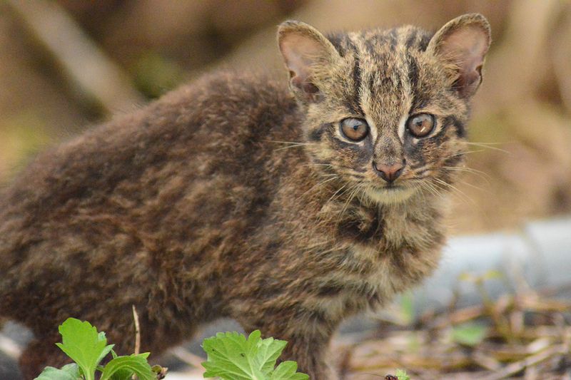 Iriomote Cat